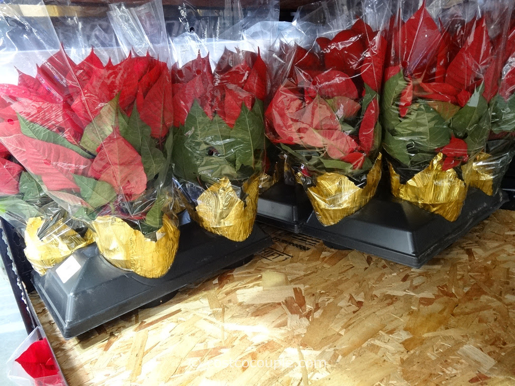 Poinsettia 4pack Costco 3