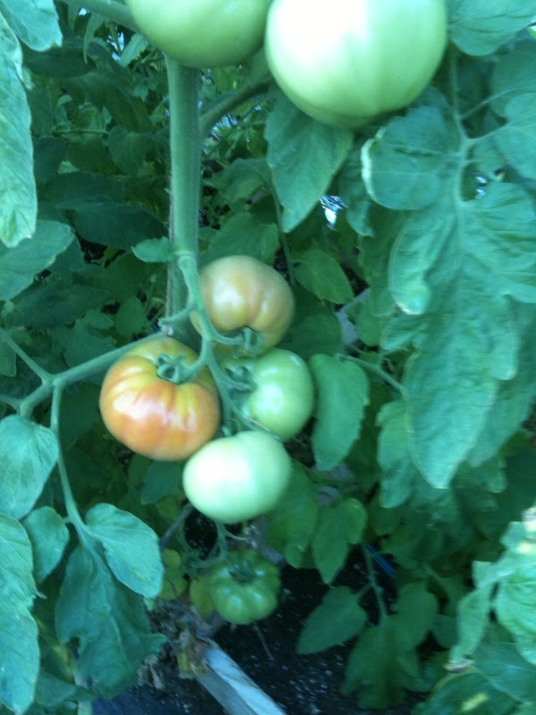 Tomatoes2