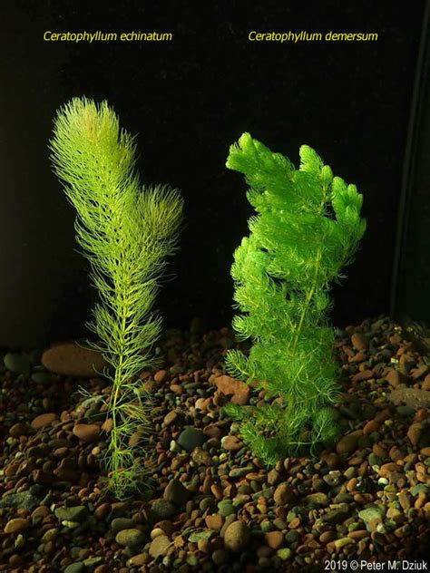 Plants need adequate light to survive. Ceratophyllum demersum (Common Coontail): Minnesota