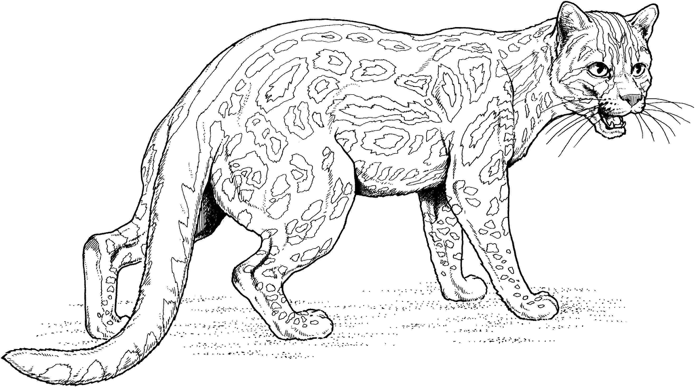 Download Big Cat Coloring Pages