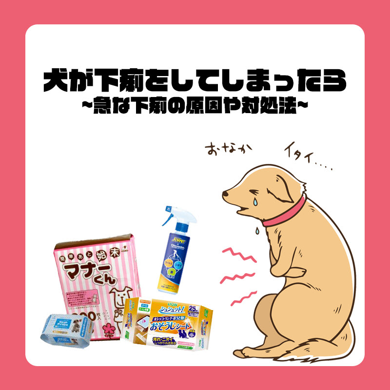 獣医師監修 犬が下痢をしてしまったら 急な下痢の原因や対処法のご紹介