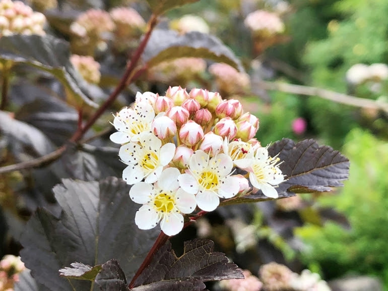 仙台で植物園 大人も子供も楽しめる泉ボタニカルガーデン うめ散歩 せんだいマチプラ