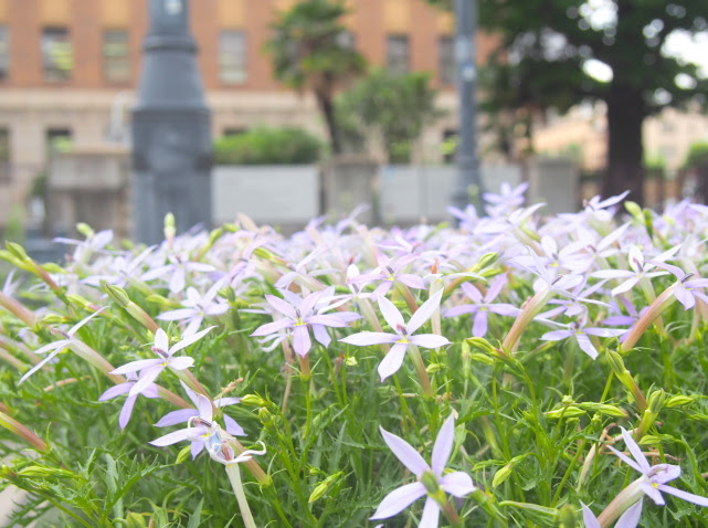 イソトマ花散歩