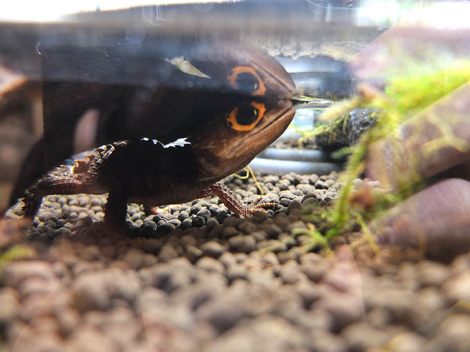 アカメカブトトカゲ 潜水中そして奇声 我が家の動物飼育日記