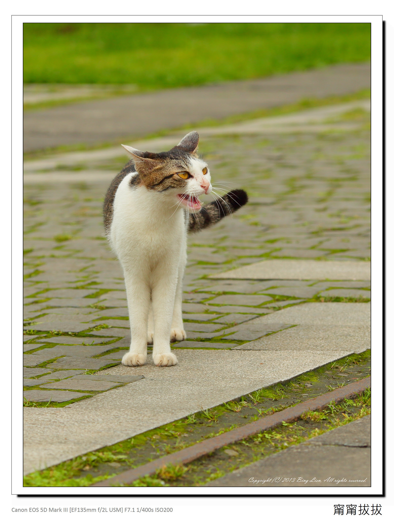 frame_BING2825