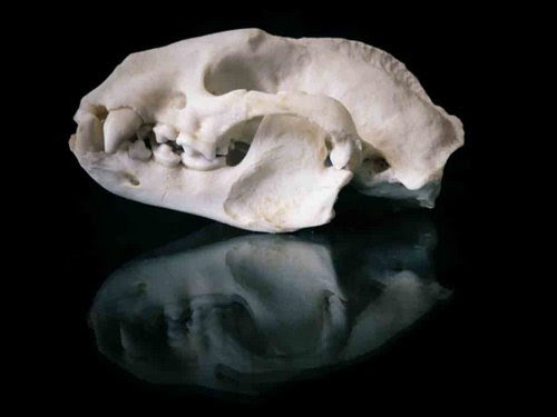 Honey Badger skull teeth