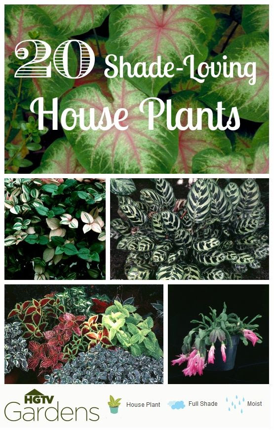 20 Gorgeous Indoor Shade House Plants | You're growing on ...