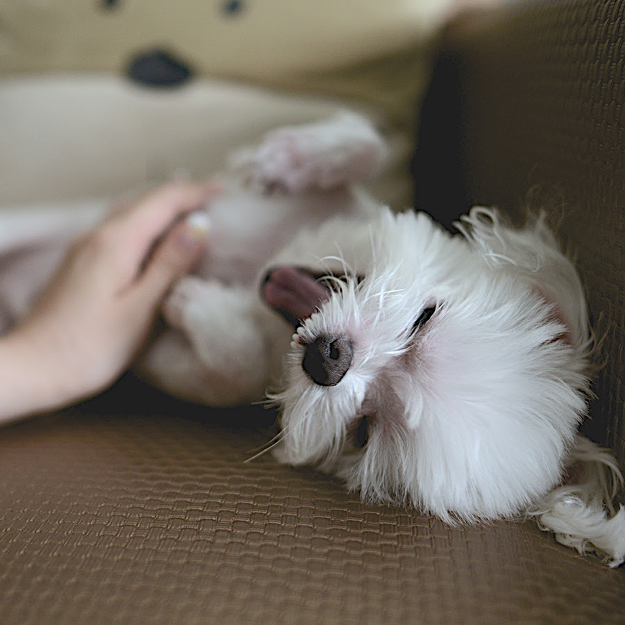 日本ではまだまだ未定着 犬のデイケアサービスとは