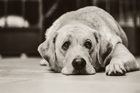dog labrador black  white  photo  pixabay
