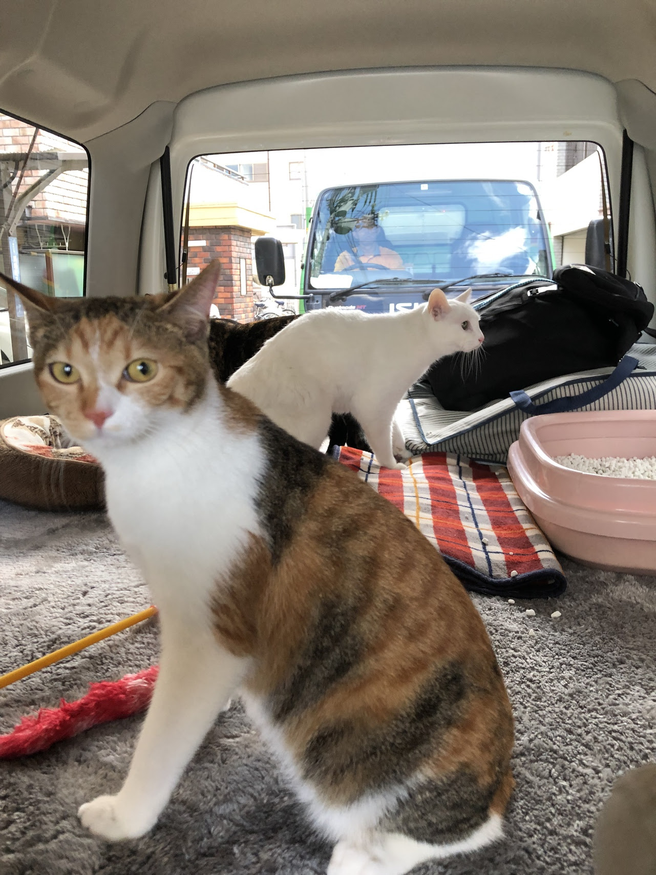 キャンプ時々ニャンコ達 Gwはにゃんこ連れで車中泊 目標は仙台の牛タン 前半