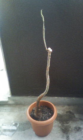 観葉植物奮闘記no10 パキラとのお別れ らくや 店主の日常