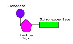 Nucleotide Model Preap Biology Junction