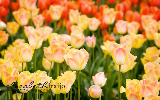 Tulips02W