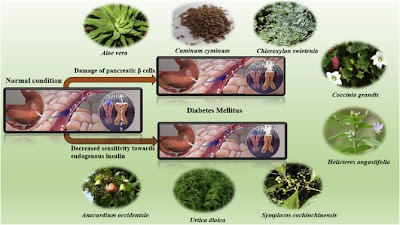 Herbal Medicine For Diabetes Mellitus