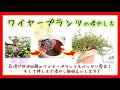 コレクション ワイヤープ��ンツ 株分け 214024-ワイヤ��プランツ 株分け 枯れる