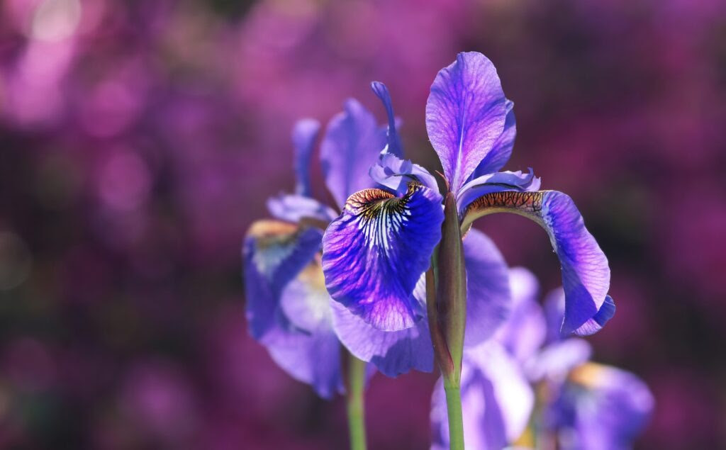 4月11日誕生花 アイリス カフェ ひととき