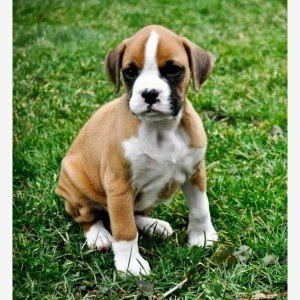 Toilet Training Boxer Puppies | Puppy! | Pinterest
