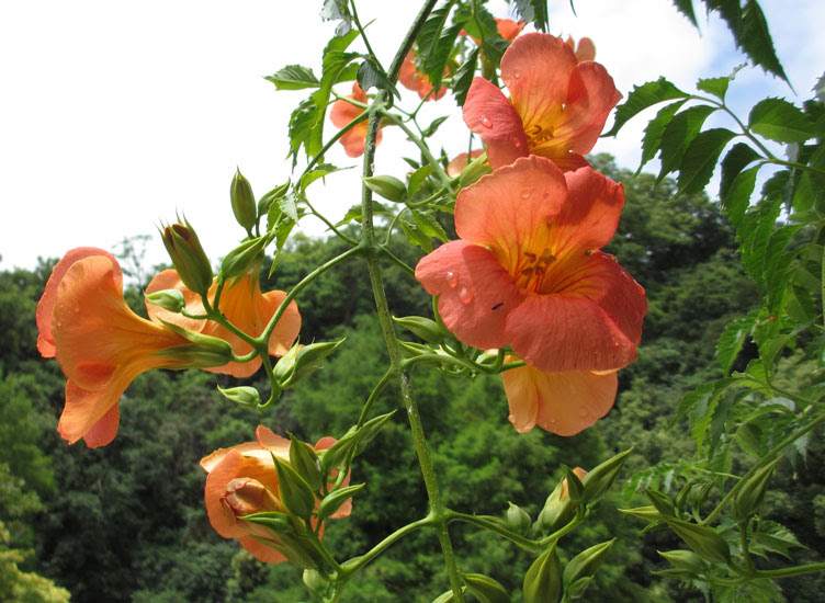 公園の花 12年6月28日 木 青空とキレイな景色を求めて