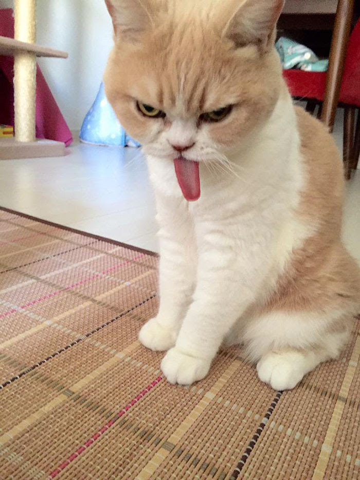 すこぶる不機嫌に見えるけど本当は全然怒ってない猫「小雪ちゃん 