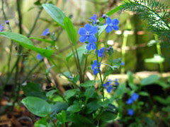 Omphalodes