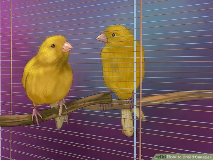 Breed Canaries Step 4 Version 2.jpg