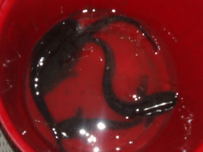 ナマズの飼育の開始 土川ガーデン