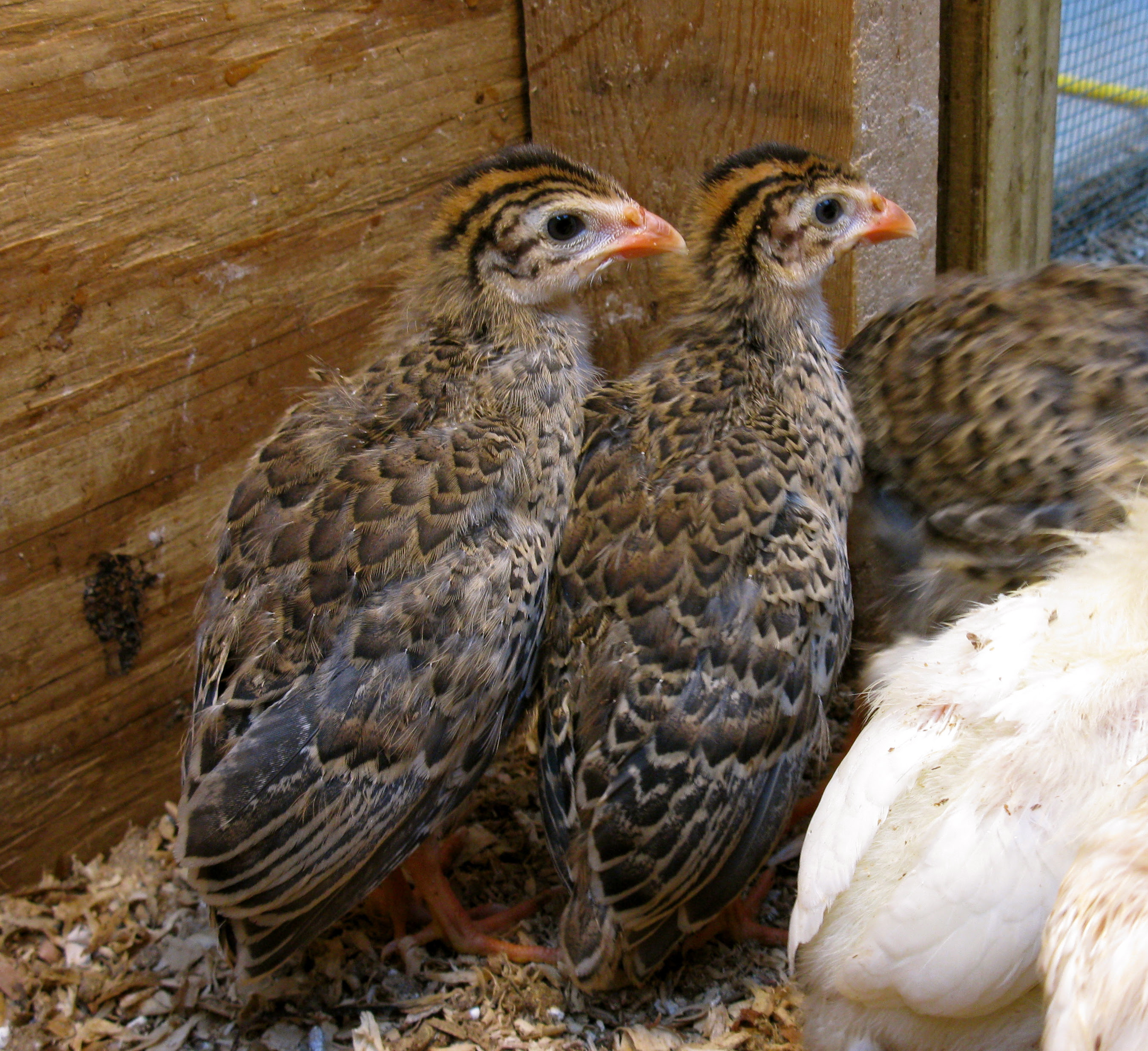 Baby Guinea Hens are Called Keets
