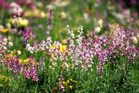 私の恋を知って リナリア花言葉 意味から調べる 逆引き花言葉一覧