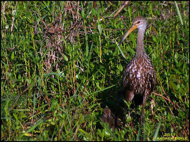 Limpkin