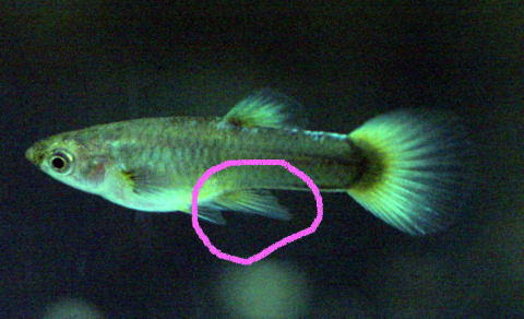 グッピー稚魚