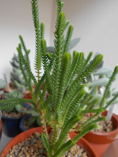 若緑 多肉植物の日々 Part2