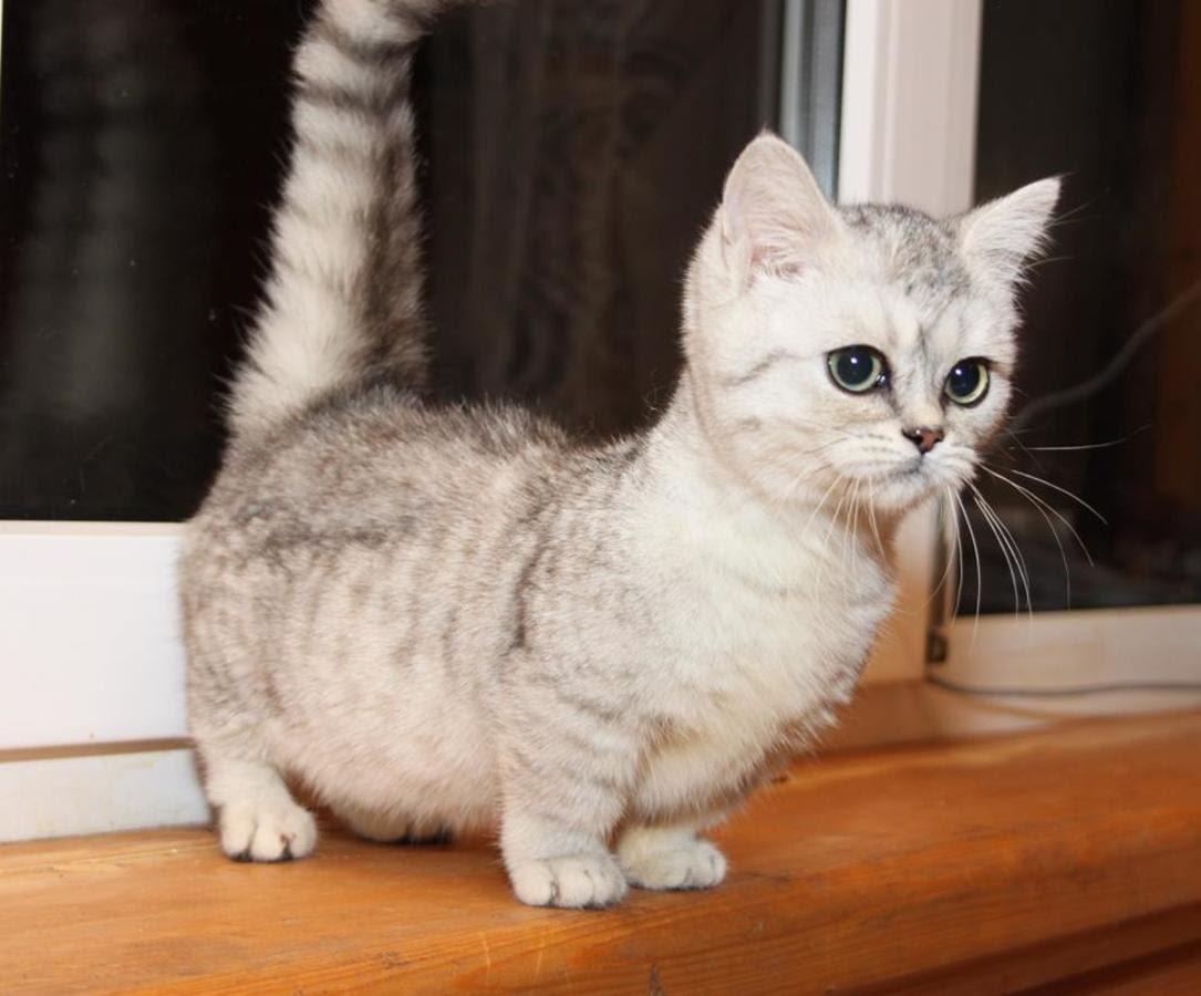 Scottish Fold Cat Info, Personality, Kittens, Pictures