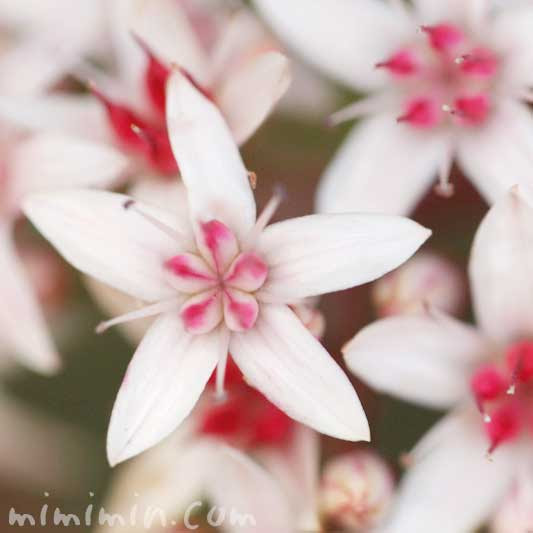 金のなる木 カネノナルキ の花の写真 花言葉 名前の由来 みみみんブログ