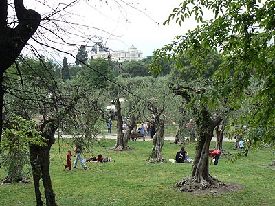 l'oliveraie des jardins de Cimiez.jpg