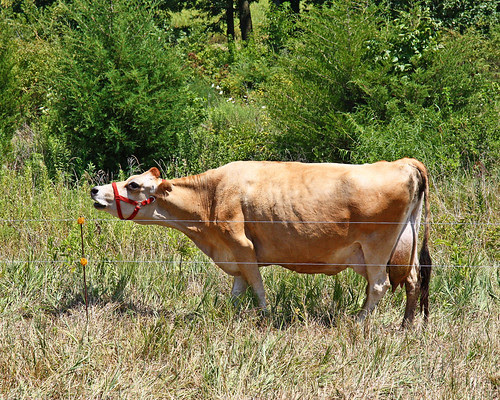 Not a happy cow...