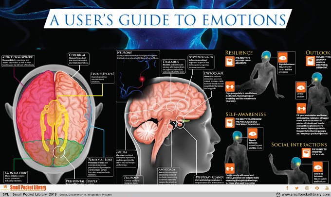 Infographic : The Brain A user's Guide To Emotions
