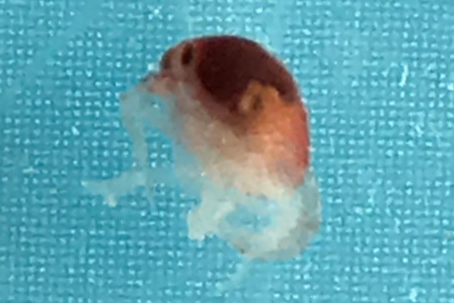 アメリカザリガニ