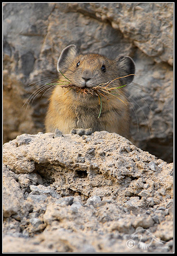 More than a Mouthful (pika-5857.jpg)