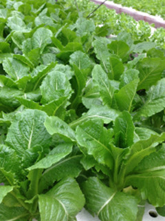 新鮮水耕野菜 ロメインレタス 新鮮でおいしいサラダ野菜 イタリア野菜 アジア野菜などの業務用野菜を飲食店 惣菜工場等に産地直送で販売するfresh Vegetables Direct