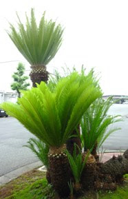 剪定例 ソテツ