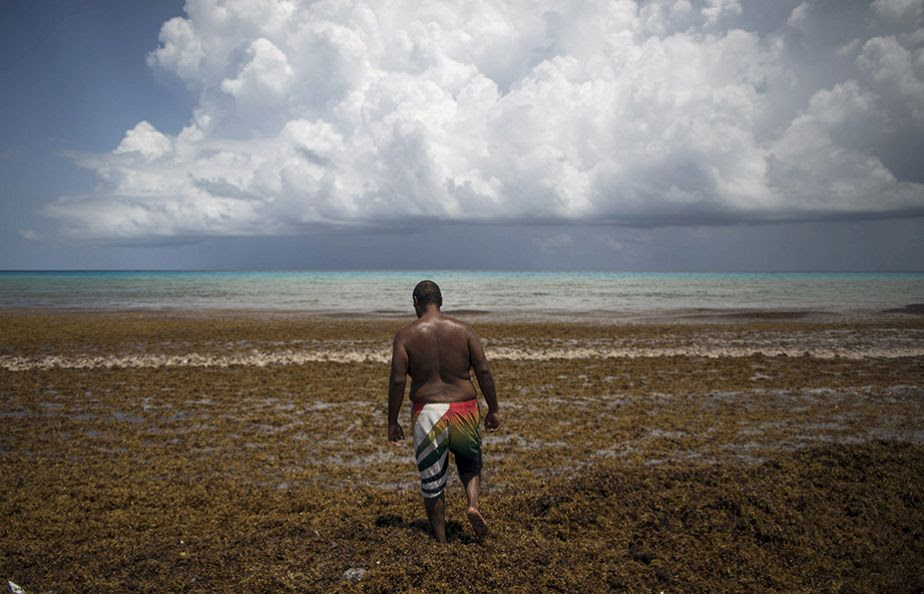 Un tapis d'algues sur une plage de Cancun