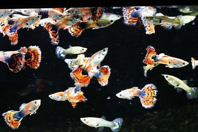 増えすぎ注意 グッピーの繁殖を調節する方法 熱帯魚 アクアリウム情報マガジン