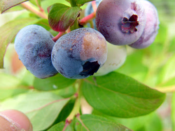 ブルーベリーの害虫と病気