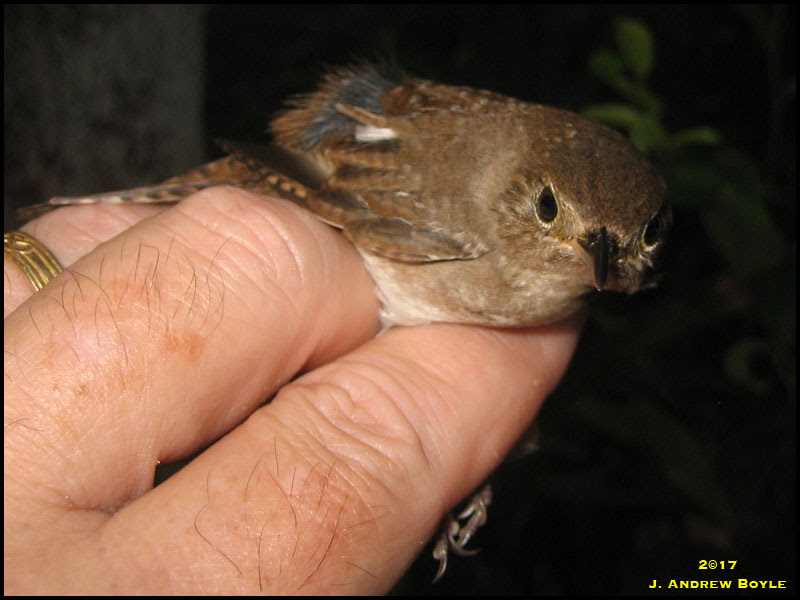 House Wren
