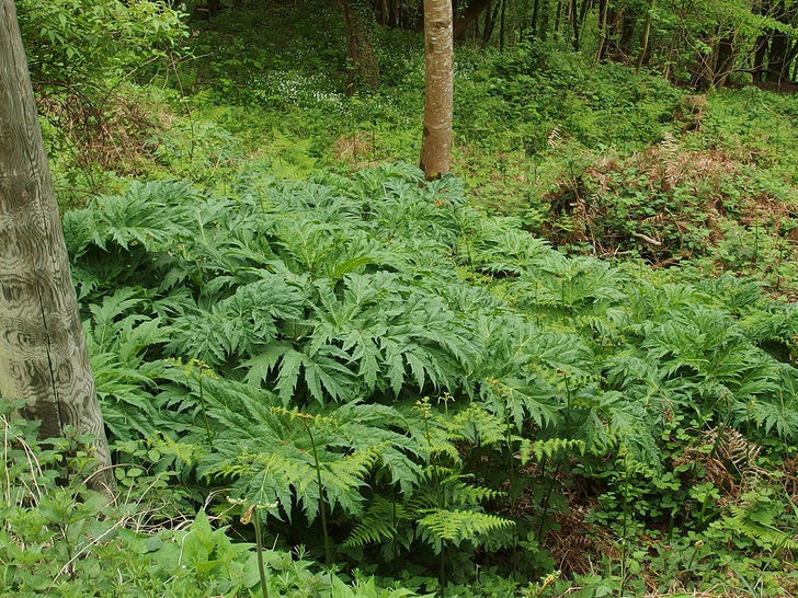 Heracleum mantegazzianum.jpg