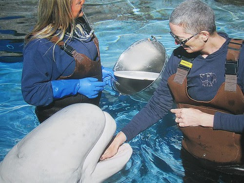 Beluga at Mystic Aquarium