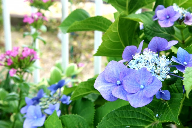 紫陽花の地植えの植え替え方法は 間隔は 肥料は何が良い