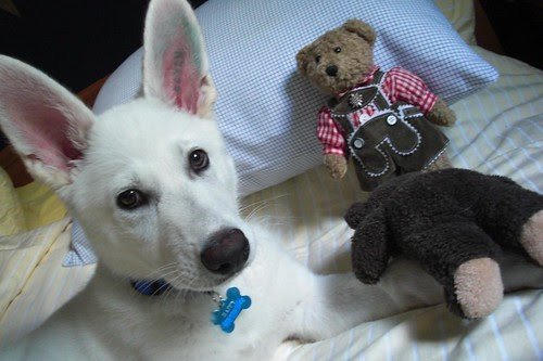 Happy and Steirerbua in bed-1-1