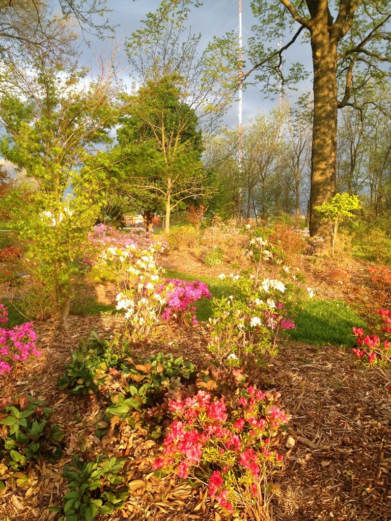 azalea garden Heathers Photography