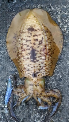 沼津エギング情報 凄腕h氏と仲間達 プロショップカサハラ ブログ